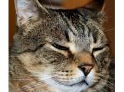 panleucopenia felina