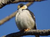 Milano chico (Pearl kite) Gampsonyx swainsonii