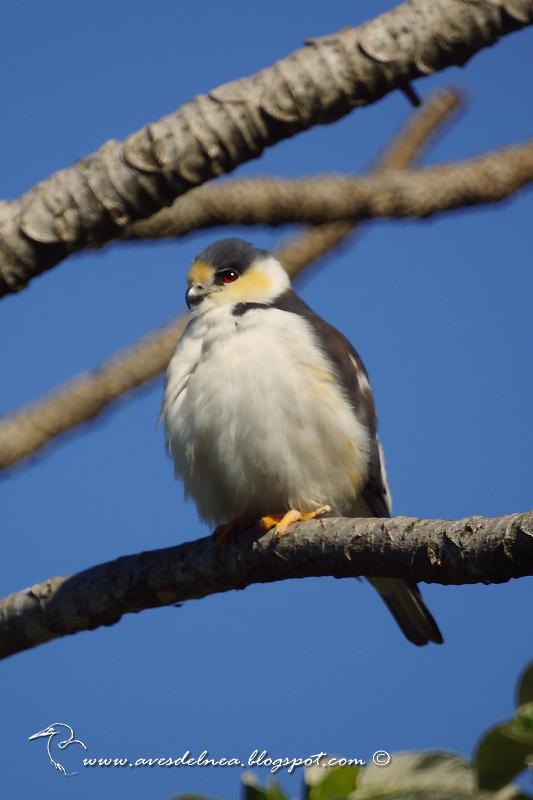 Milano chico (Pearl kite) Gampsonyx swainsonii