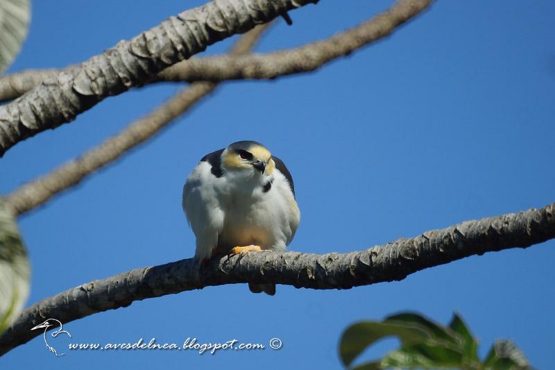 Milano chico (Pearl kite) Gampsonyx swainsonii