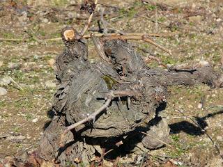 Visita a las viñas de la Bodega Bernabeleva de San Martín de Valdeiglesias