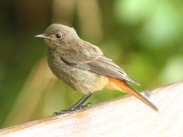 PASEANDO POR JULIO-AVES Y CALOR