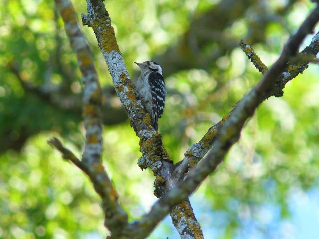 PASEANDO POR JULIO-AVES Y CALOR