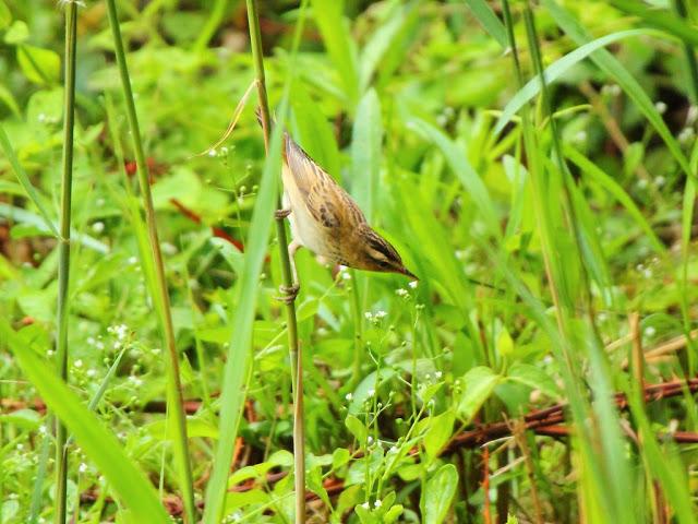 PASEANDO POR JULIO-AVES Y CALOR