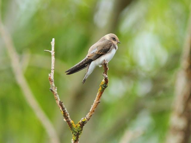 PASEANDO POR JULIO-AVES Y CALOR