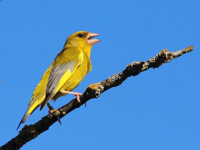 PASEANDO POR JULIO-AVES Y CALOR