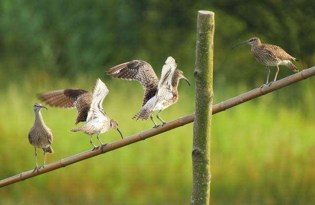 PASEANDO POR JULIO-AVES Y CALOR
