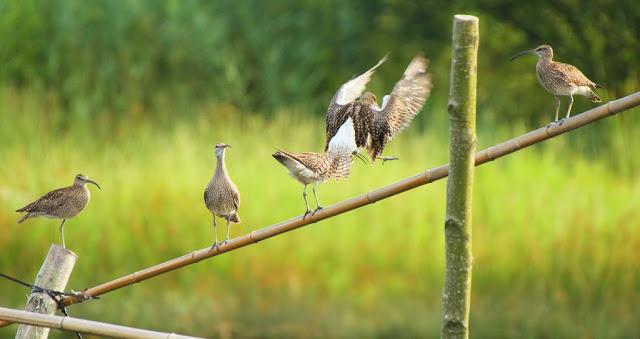 PASEANDO POR JULIO-AVES Y CALOR