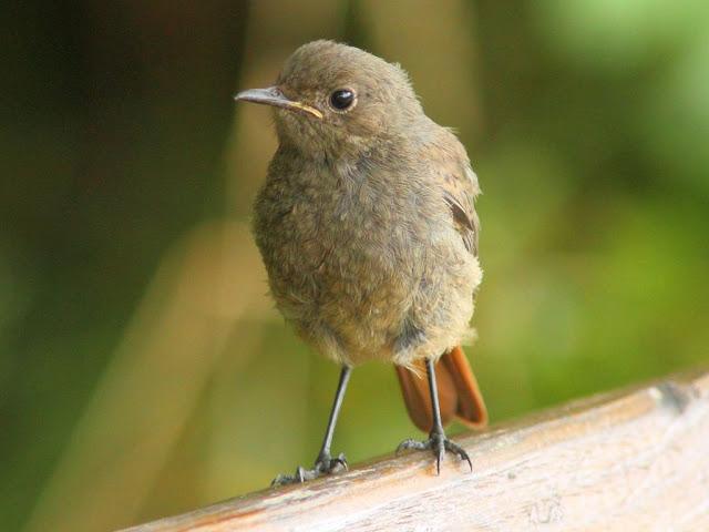 PASEANDO POR JULIO-AVES Y CALOR