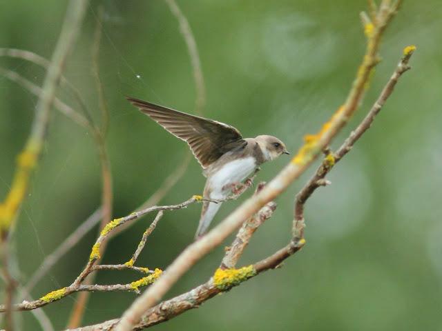 PASEANDO POR JULIO-AVES Y CALOR