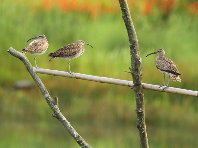 PASEANDO POR JULIO-AVES Y CALOR