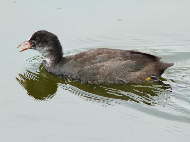 PASEANDO POR JULIO-AVES Y CALOR