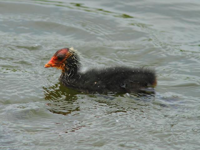 PASEANDO POR JULIO-AVES Y CALOR