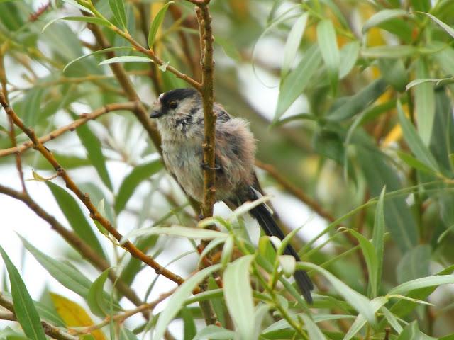 PASEANDO POR JULIO-AVES Y CALOR