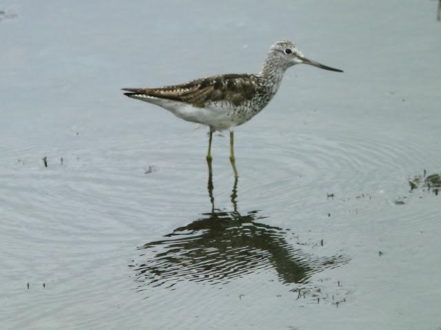 PASEANDO POR JULIO-AVES Y CALOR