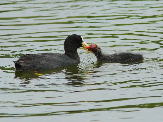PASEANDO POR JULIO-AVES Y CALOR