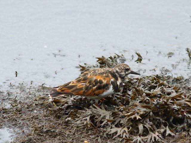 PASEANDO POR JULIO-AVES Y CALOR