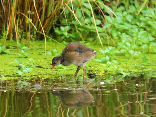 PASEANDO POR JULIO-AVES Y CALOR