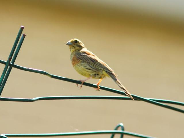 PASEANDO POR JULIO-AVES Y CALOR