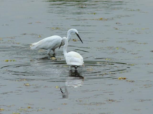 PASEANDO POR JULIO-AVES Y CALOR