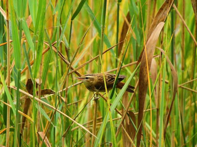 PASEANDO POR JULIO-AVES Y CALOR