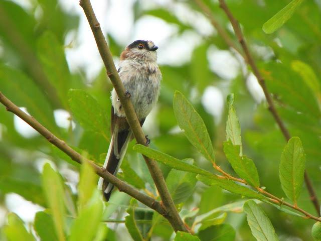 PASEANDO POR JULIO-AVES Y CALOR