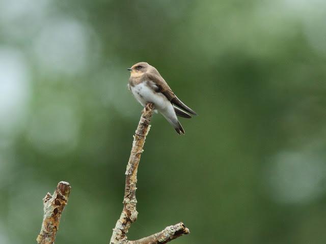 PASEANDO POR JULIO-AVES Y CALOR
