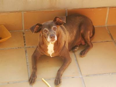 Lonja, 12 años y sus dueños la llevan a un huerto.