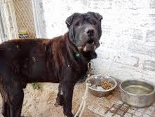 Sharpei macho de 4 años, en una semana lo matan,se encuentra en Rota. (Cadiz)