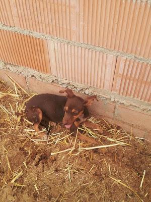 Roma, cachorrita abandonada en camino de Brenes. (Sevilla) ¡NECESITA URGENTE ACOGIDA o ADOPCIÓN!!