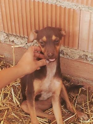 Roma, cachorrita abandonada en camino de Brenes. (Sevilla) ¡NECESITA URGENTE ACOGIDA o ADOPCIÓN!!