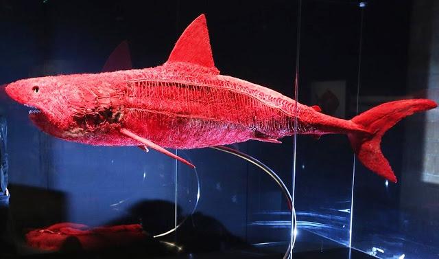 Toda la sangre roja de un tiburón azul