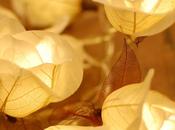 "Radiance" hizo Magia