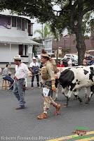 Desfile de Boyeros de San José -2012-