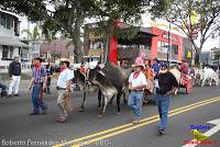 Desfile de Boyeros de San José -2012-