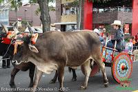Desfile de Boyeros de San José -2012-