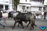 Desfile de Boyeros de San José -2012-