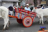 Desfile de Boyeros de San José -2012-
