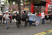 Desfile de Boyeros de San José -2012-