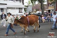 Desfile de Boyeros de San José -2012-