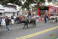 Desfile de Boyeros de San José -2012-