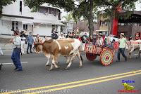 Desfile de Boyeros de San José -2012-