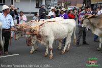 Desfile de Boyeros de San José -2012-