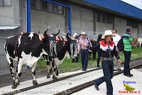 Desfile de Boyeros de San José -2012-