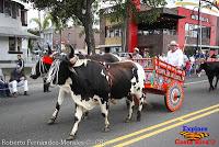 Desfile de Boyeros de San José -2012-