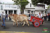Desfile de Boyeros de San José -2012-