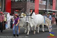 Desfile de Boyeros de San José -2012-