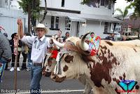 Desfile de Boyeros de San José -2012-