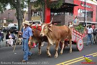 Desfile de Boyeros de San José -2012-