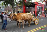 Desfile de Boyeros de San José -2012-